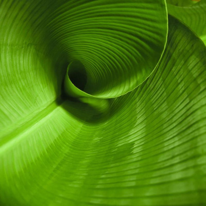A curled banana leaf closeup